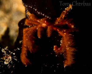 Orangutan Crab acting like the tiny underwater ape that i... by Tony Cherbas 